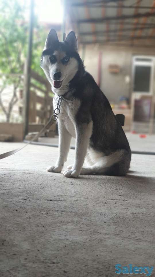 Сибирский хаски родословная здоровая девочка 2 года паспорт прививка, фотография 1