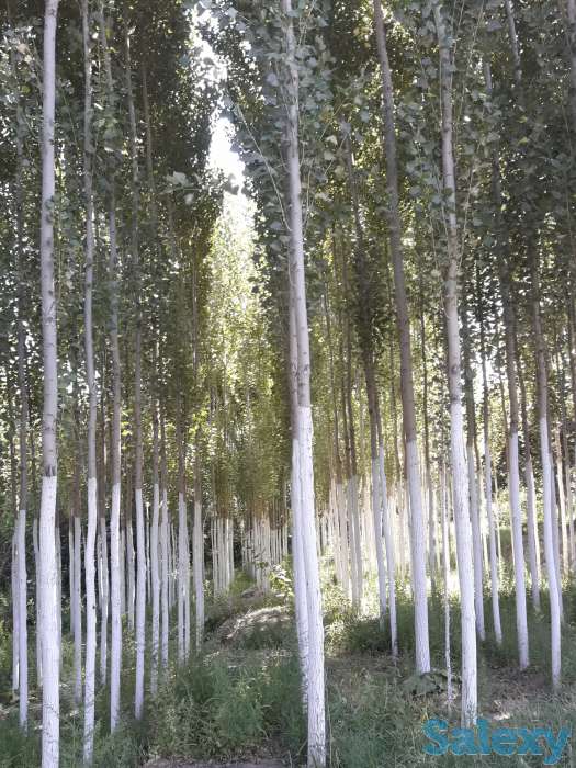 Продам Дачу, Ташкентская область, фотография 1