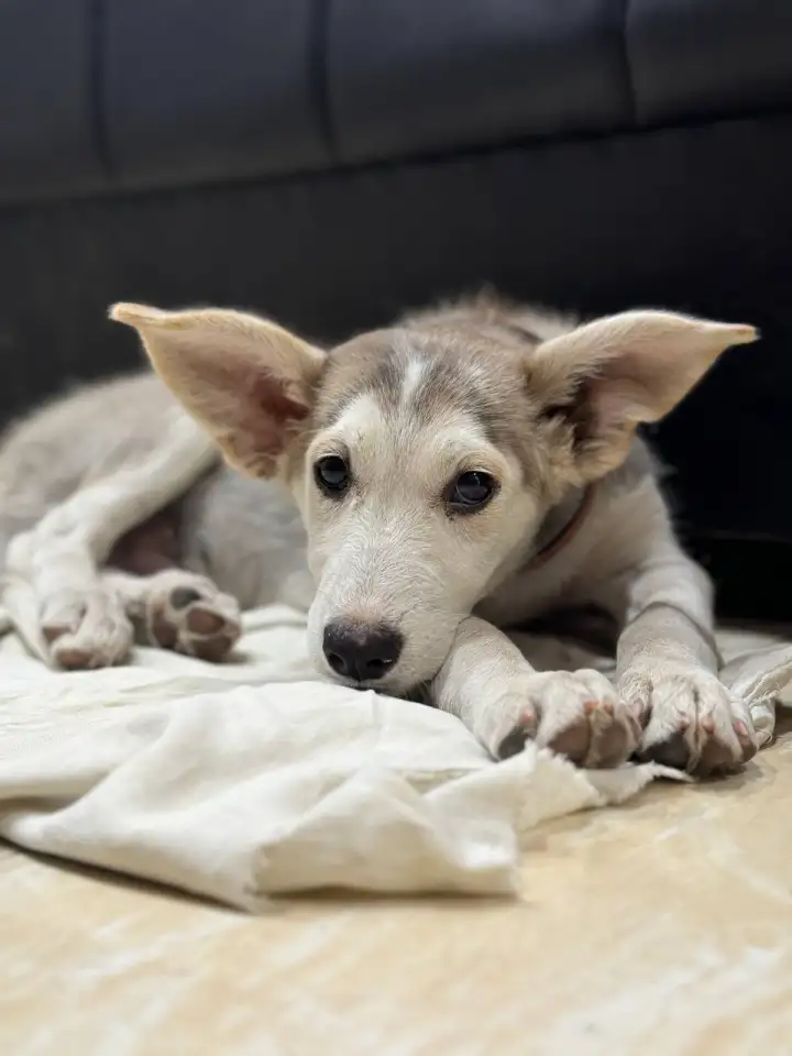 Отдам даром щенят порода Хаски с дворняжкой, фотография 1