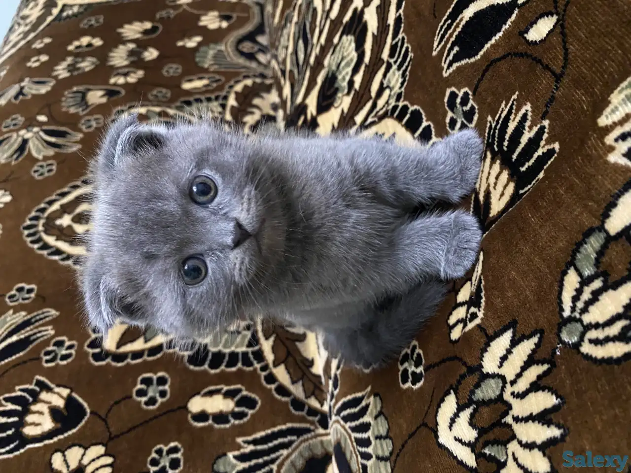 Продаётся Скоттиш-фолд котёнок, фотография 5