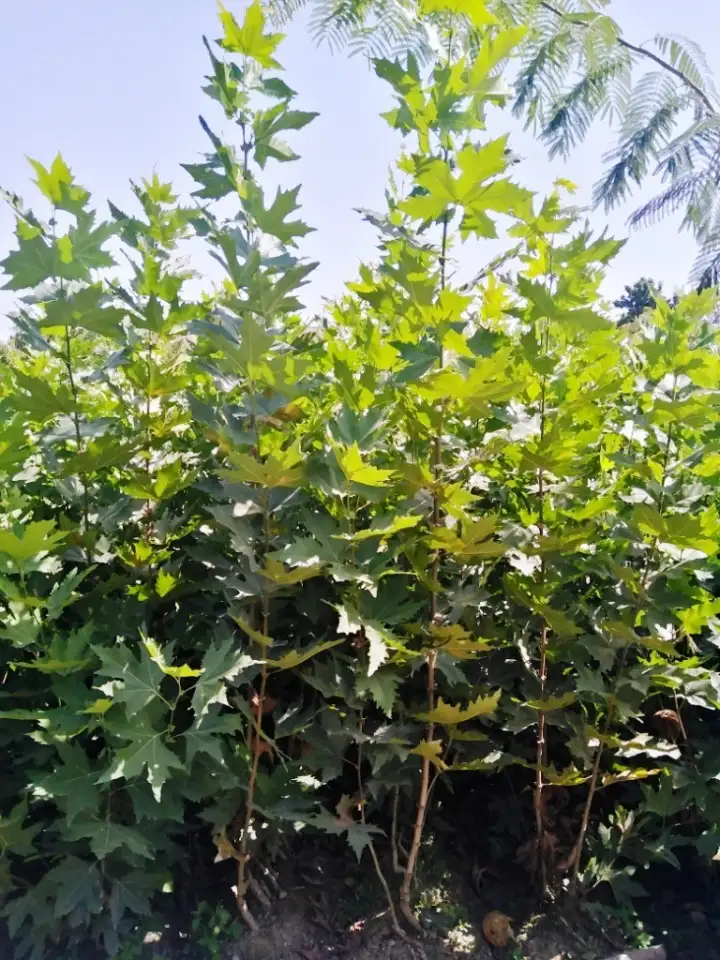 Манзарали дарахт кчатлари, фотография 4