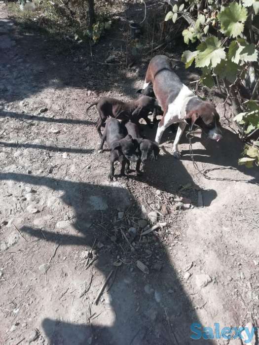 Отдам щенков трёхмесячных в хорошие руки., фотография 2