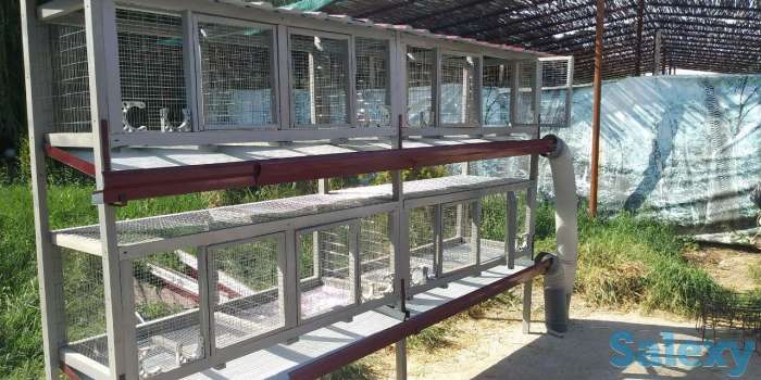 Продаем комбикорм, кроликов и мясо кролика, фотография 3