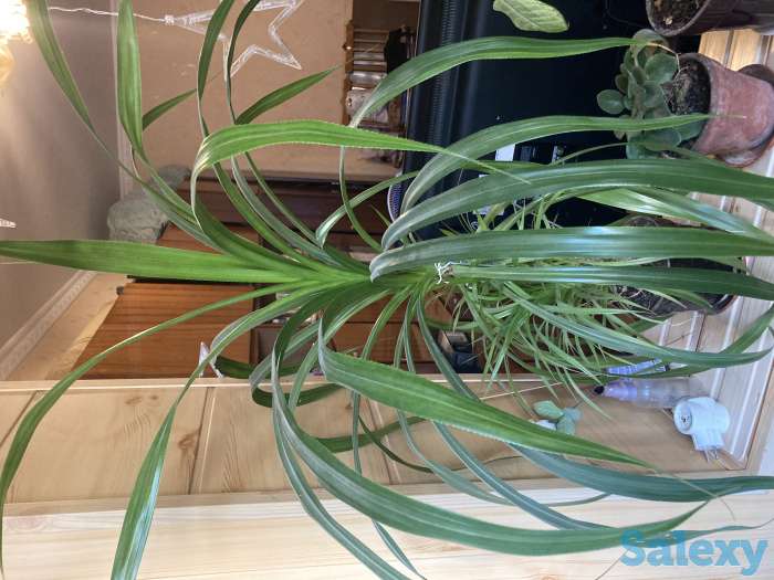 Комнатный цветок, фотография 1