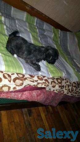 Щенята, фотография 1