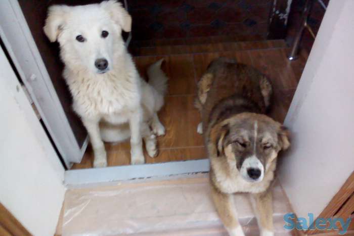 ищу добрые руки для собак, фотография 6