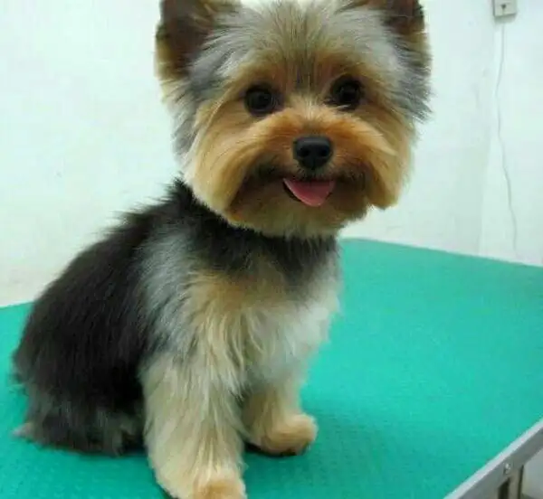 Стрижка собак мелких пород, фотография 3