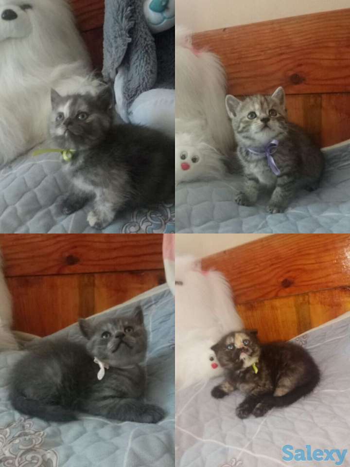 Породистые шотландские котята, фотография 1