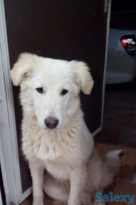 ищу добрые руки для собак, фотография 1