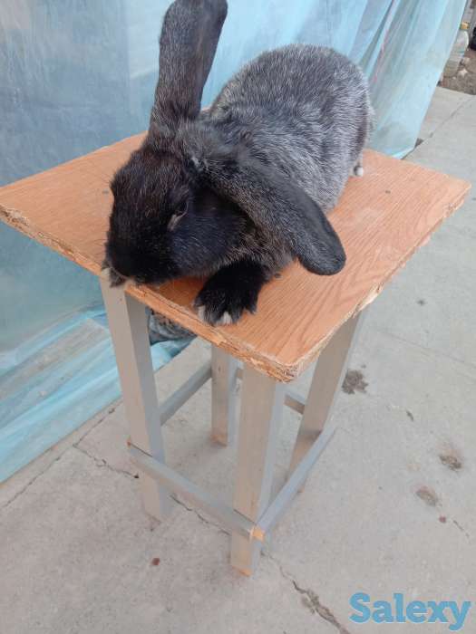 Продаем комбикорм, кроликов и мясо кролика, фотография 4