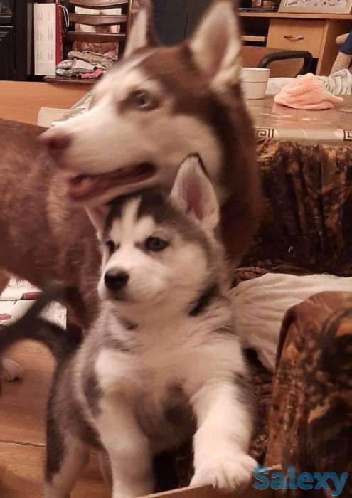 Щенки Сибирской Хаски, фотография 9