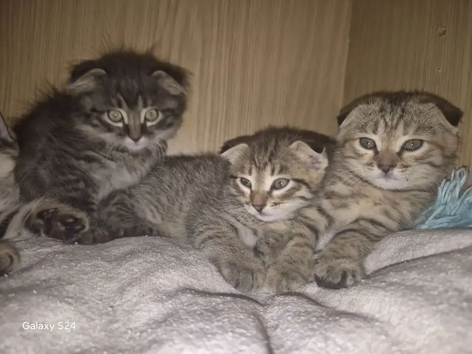 Котята, фотография 4