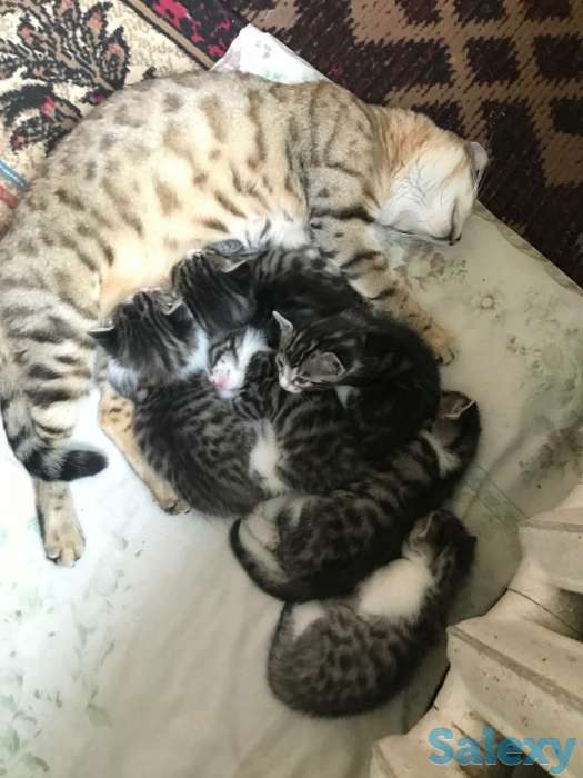 Бенгальские котята, фотография 1