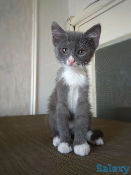 Отдам хорошеньких котят в добрые руки, фотография 2