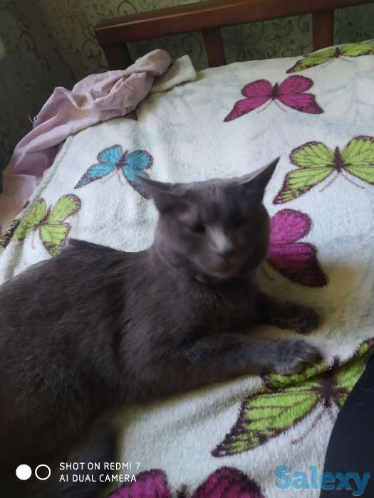 Отдам кошку, фотография 1