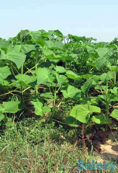 Павловния, фотография 2