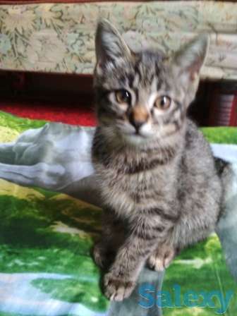 Отдам котят в добрые руки, фотография 3