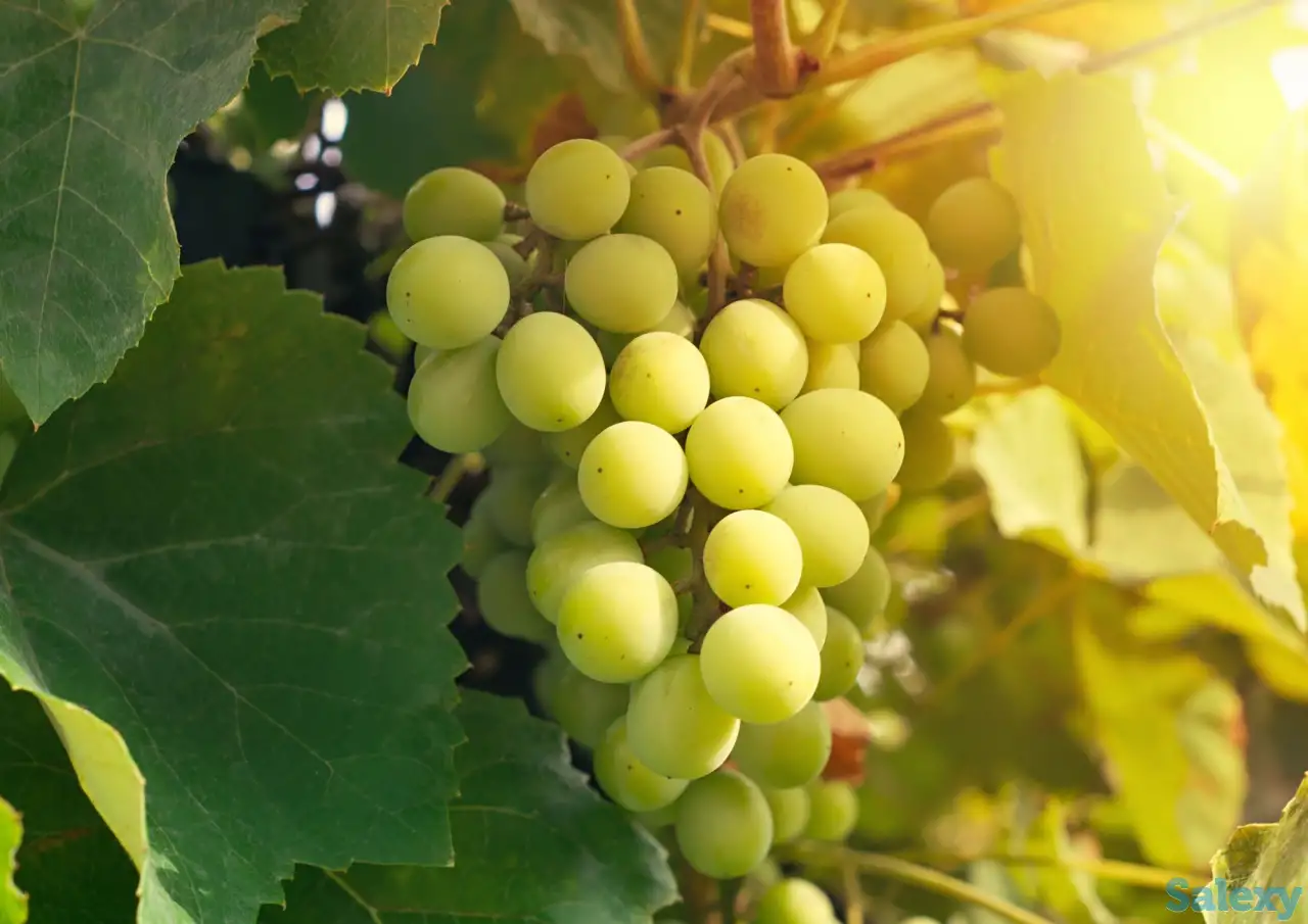 FEHIX CHANNEL  узум кўчатлари, фотография 1