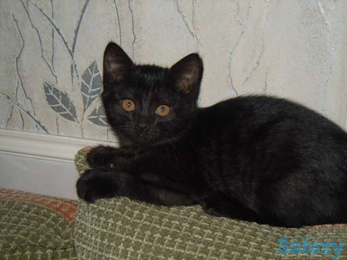 Отдам хорошеньких котят в добрые руки, фотография 7