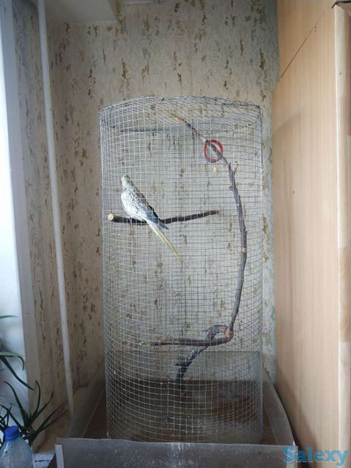 Продаётся попугай породы Корелла., фотография 3