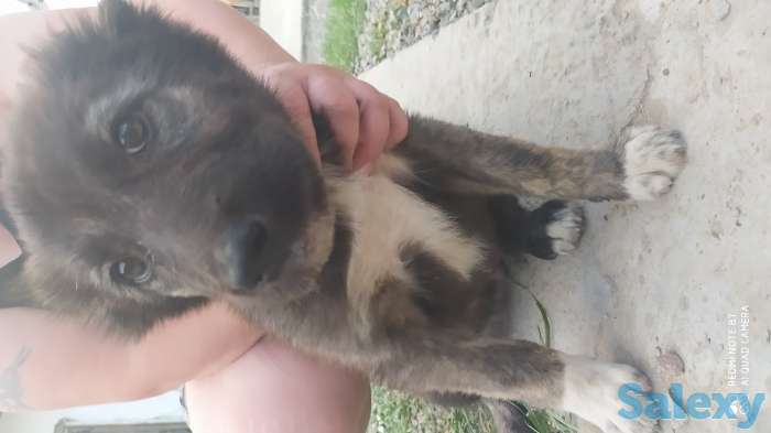 Кавказцы, фотография 2