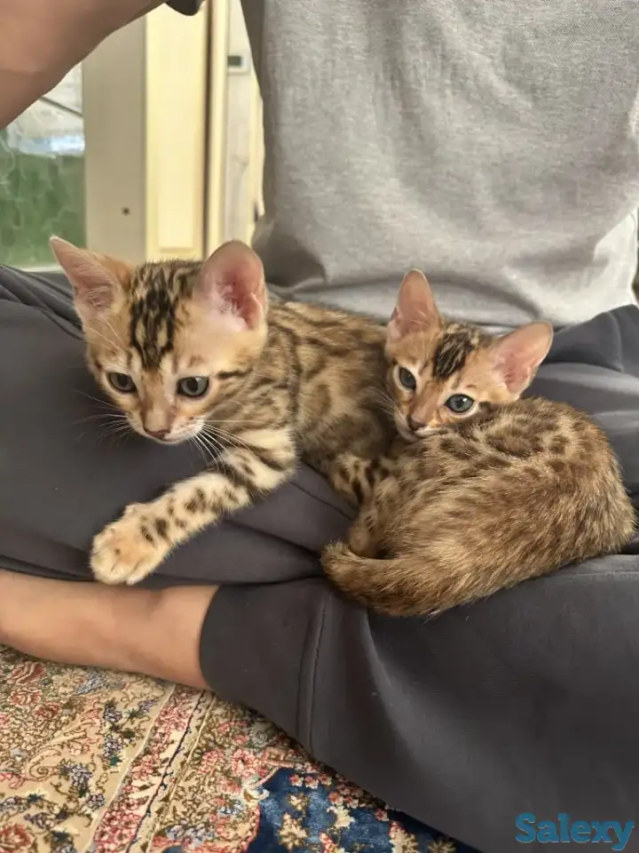 Бенгальский котенок, фотография 1
