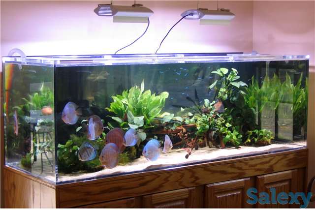 Очистка аквариума., фотография 1