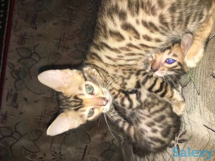 Чистокровные бенгальские котята, фотография 3