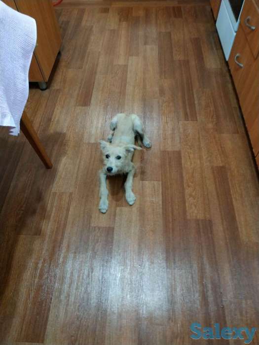 Отдам в хорошие руки, фотография 1