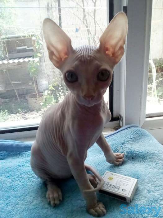 Элитные котята Канадского сфинкса, фотография 3