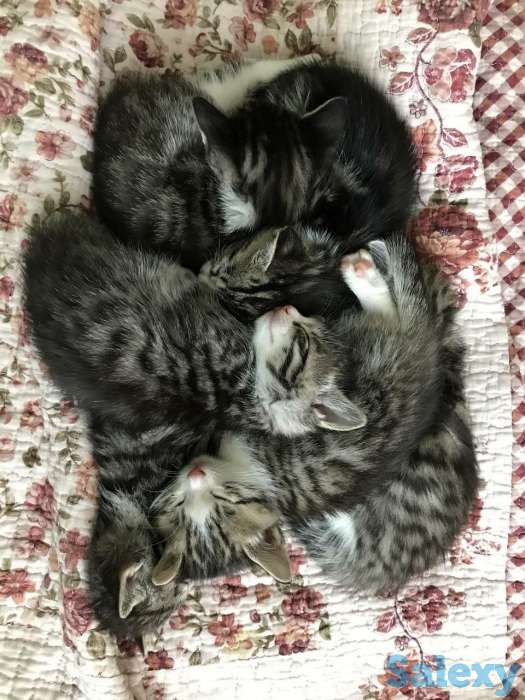 Бенгальские котята, фотография 3