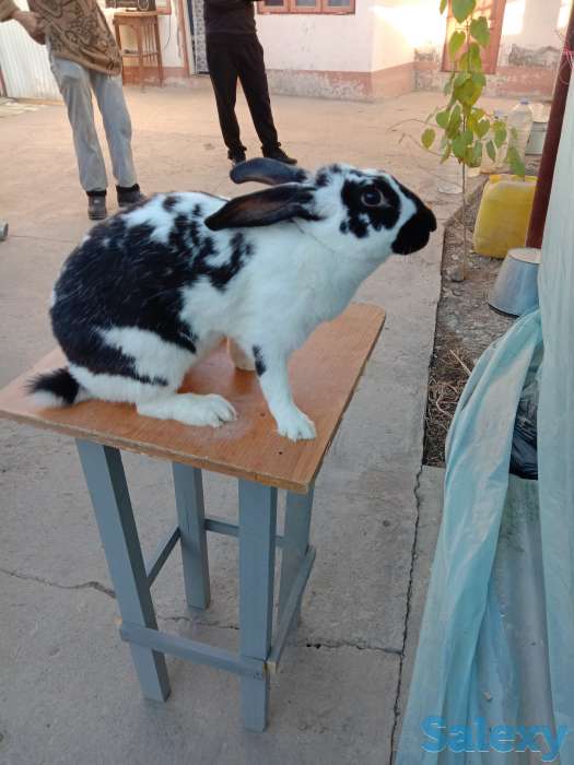 Продаем комбикорм, кроликов и мясо кролика, фотография 6