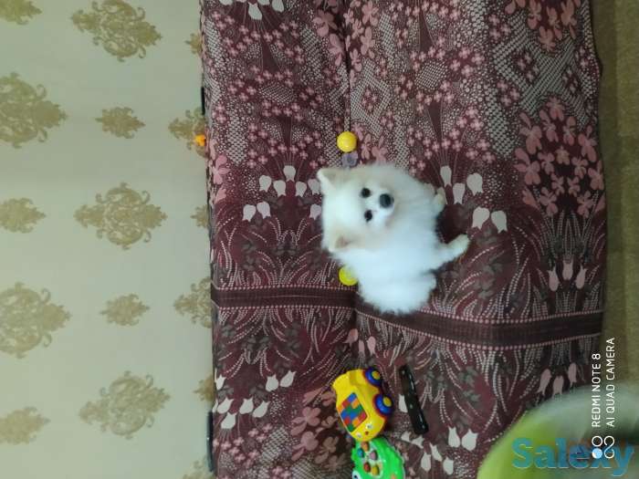 Продам шпица, фотография 2