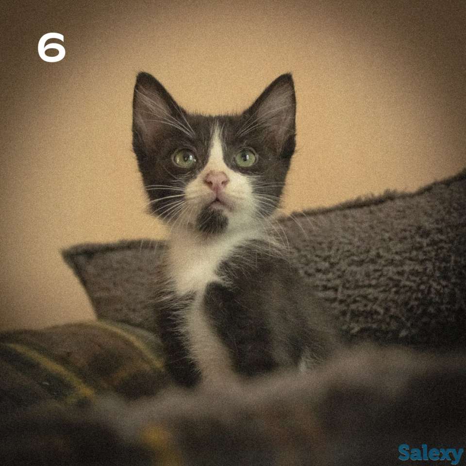 Котятки ищут дом!!, фотография 5