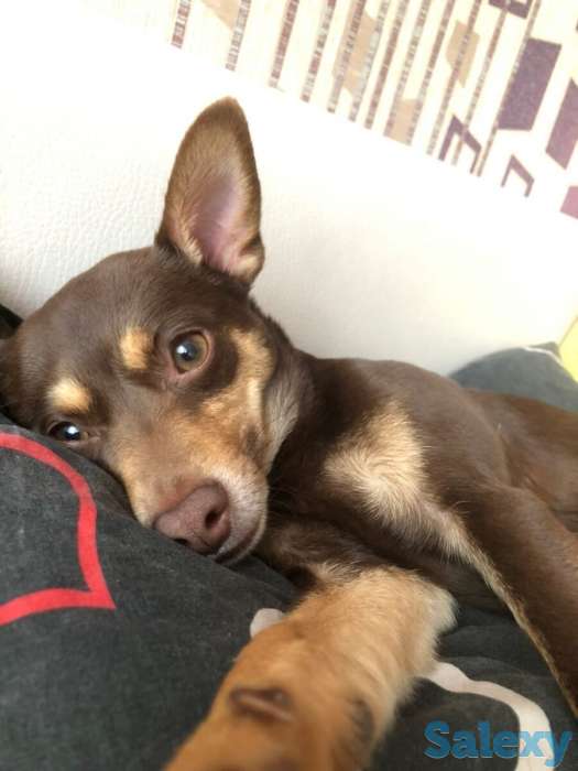 Пинчер помесь европейская авчарка, фотография 2