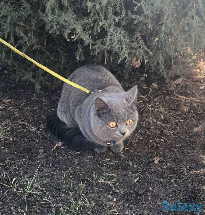 Срочная вязка шотландского кота стив, фотография 1