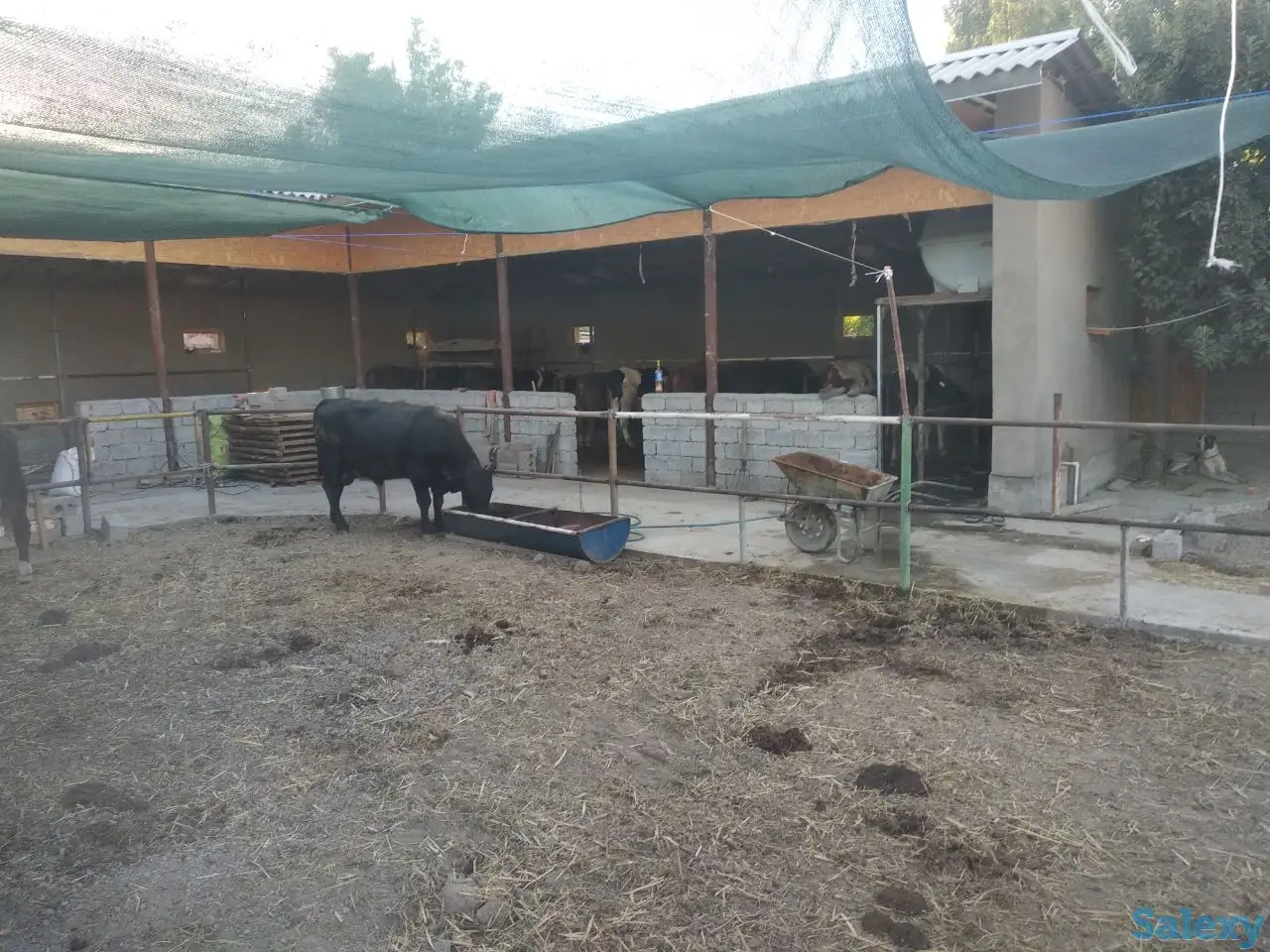 Продажа Ферма Дача, ТашОбл Юкори Чирчик Янги Бозор дахаси, фотография 1