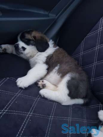 Сенбернара щенки от лучших производителей, фотография 1