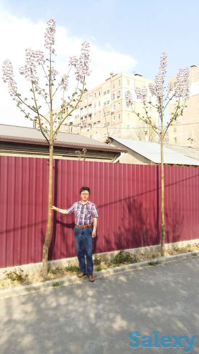 Павловния, фотография 1