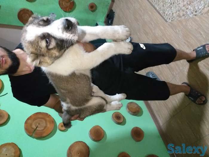 Среднеазиатское овчарка Алабай, фотография 1