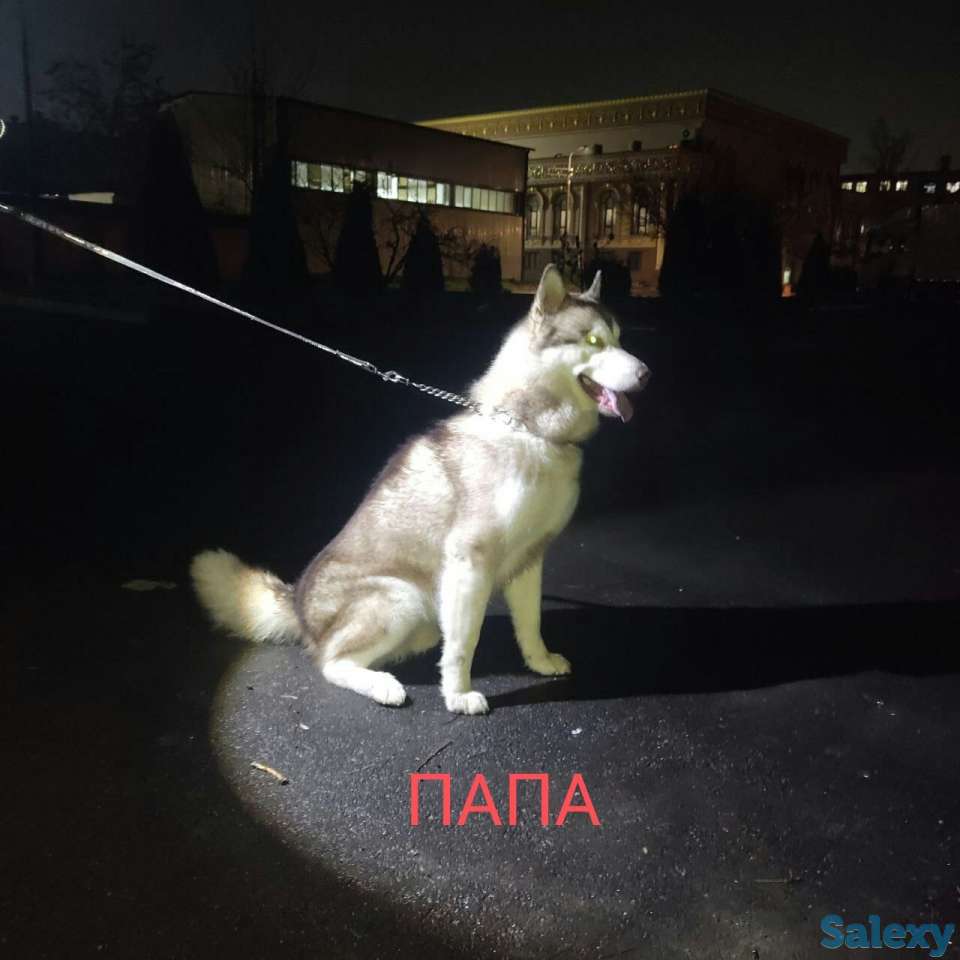 Продаются щенки Аляскинского маламута, фотография 9