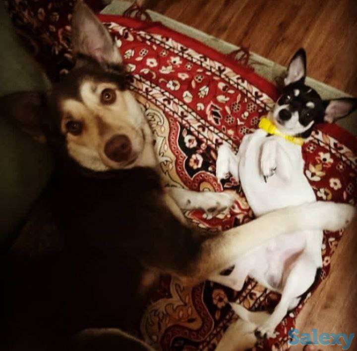 Продаются щенки Аляскинского маламута, фотография 8