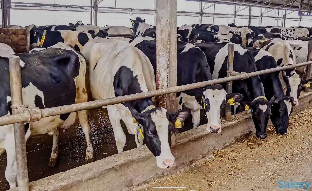 Продажа КРС оптом живым весом по РФ и СНГ, фотография 1