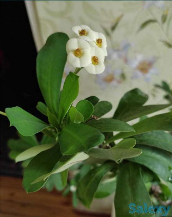 Комнатные растения на любой вкус!, фотография 7