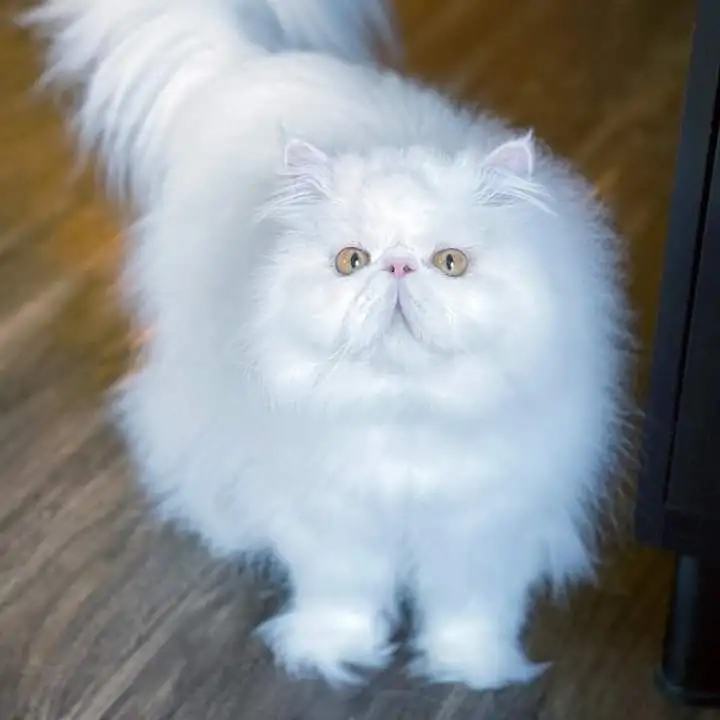 Персидский манчикин, фотография 3