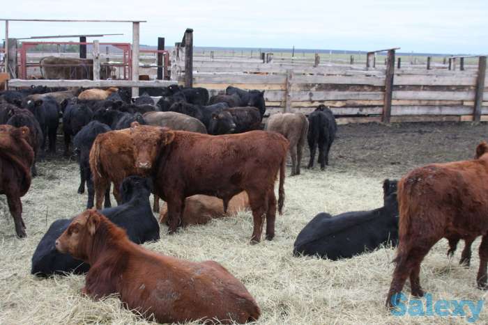 Быки, телки с России, фотография 2