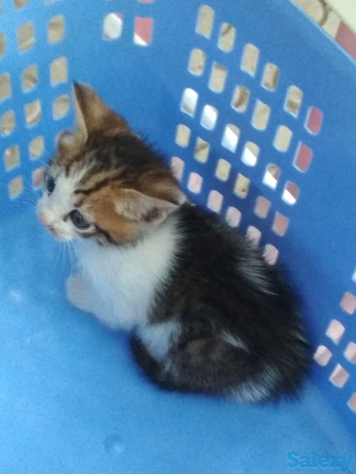 Отдам котенка в хорошие руки, фотография 1