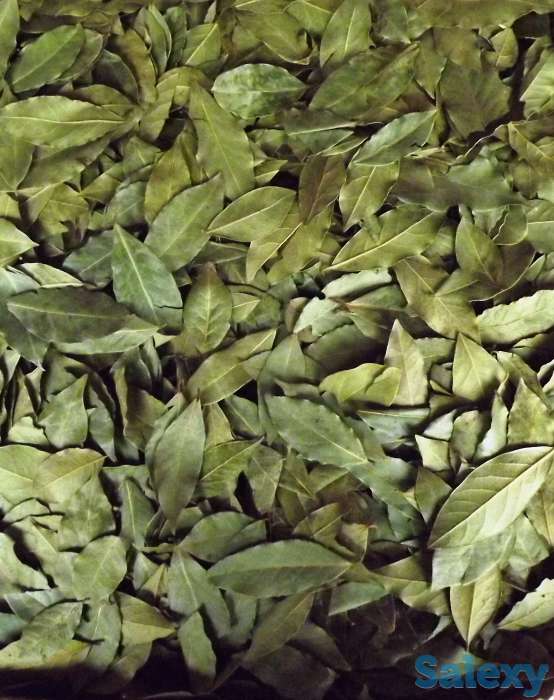 Лавровый лист и специи, фотография 1