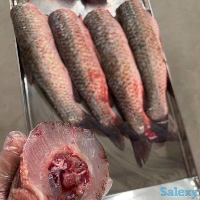 Машина и оборудование для чистки рыбы, для разделки рыбы, Рыборазделочная машина, фотография 3