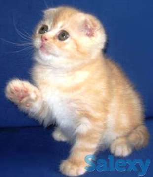 Шотландские вислоухие котята, фотография 1